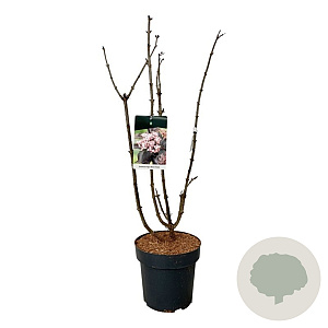Sambucus nigra Black Tower 80-100 cm 15L