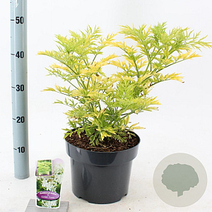 Sambucus nigra Golden Tower 30-40 cm 5,0L