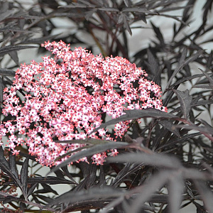Sambucus nigra 'Thundercloud' 30-40 cm 3,0L