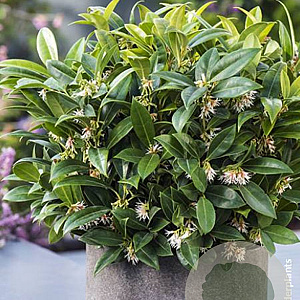 Sarcococca h. Fragrant Mountain 20-25 cm 2,0L