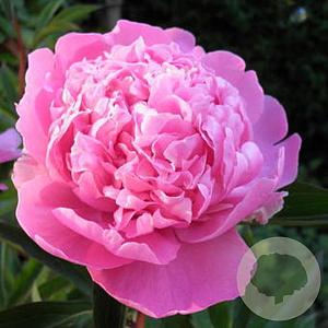 Paeonia lactiflora GM  P11