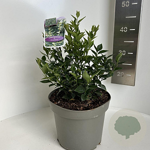 Sarcococca ruscifolia 25-30 cm 5,0L
