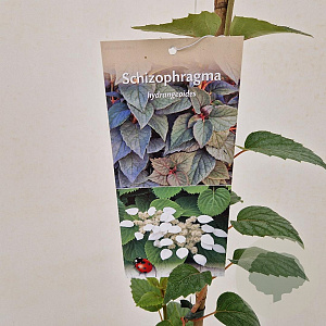 Schizophragma hydrangeoides 70-80 cm 2,5L