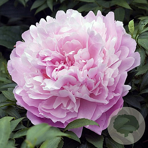 Paeonia (LD) 'Sarah Bernhardt' GM P9