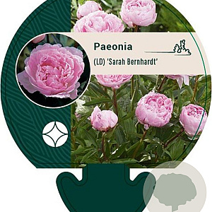 Paeonia (LD) 'Sarah Bernhardt' GM  P11