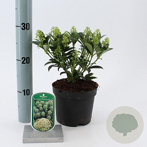 Skimmia j. 'Godrie's Dwarf Green' 15-20 cm P15