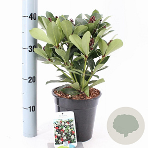Skimmia j. 'Redruth' 20-25 cm 2,0L