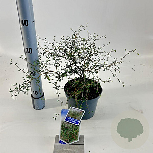 Sophora 'Little Baby' 25-30 cm 2,0L