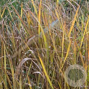 Panicum virgatum GM P9