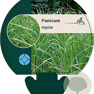 Panicum virgatum GM P9