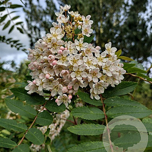 Sorbus cashmiriana 10-12 HO draadkluit