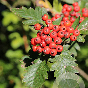 Sorbus hybrida 'Gibbsii' 10-12 HO 15L