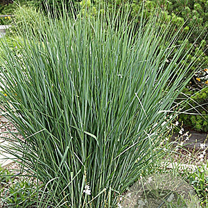 Panicum virgatum 'Cloud Nine' GM P9