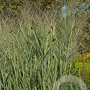 Panicum virgatum 'Dallas Blues' GM P9
