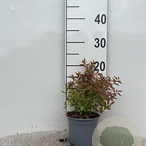 Spiraea jap. 'Firelight' 10-15 cm C1.3