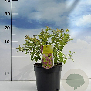 Spiraea jap. 'Firelight' 20-30 cm 2,0L