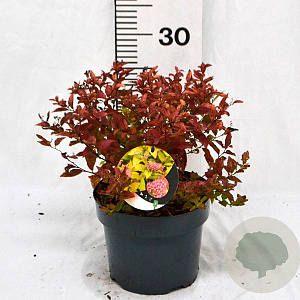 Spiraea jap. 'Firelight' 30-40 cm 3,0L