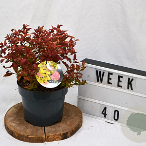 Spiraea jap. 'Firelight' 30-40 cm 3,0L