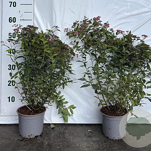 Spiraea jap. 'Froebelii' 40-60 cm 2,0L