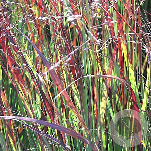 Panicum virgatum 'Heiliger Hain' GM P9