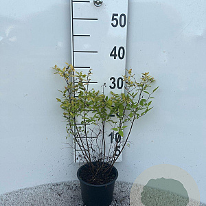 Spiraea jap. 'Goldmound' 20-25 cm C1.3