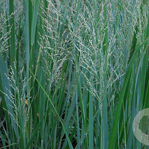 Panicum virgatum 'Northwind' GM P9