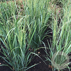 Panicum virgatum 'Northwind' GM P9