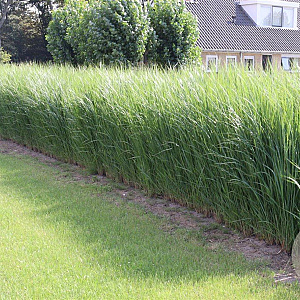 Panicum virgatum 'Northwind' GM P9