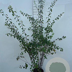 Spiraea vanhouttei 125-150 cm 5,0L