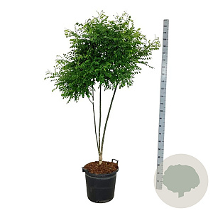 Styphnolobium japonicum 150-175 cm 30L extra