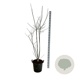 Styphnolobium japonicum 150-175 cm 30L extra