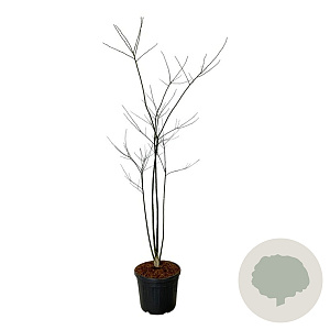 Styphnolobium japonicum 170-200 cm cont. 55L extra