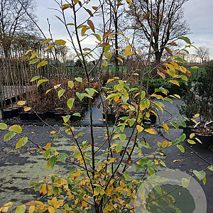 Sycoparrotia semidecidua 200-225 cm 35L solitair