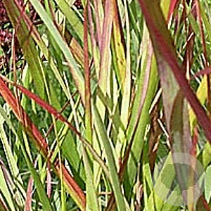 Panicum virgatum 'Rehbraun' GM P9