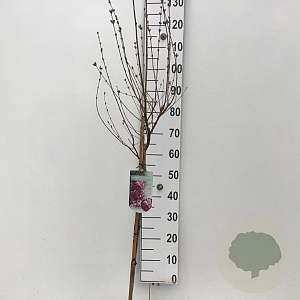 Syringa 'Josée' 60 cm stam 5,0L