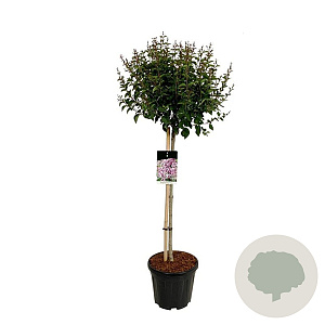 Syringa meyeri Flowerfesta Purple 80 cm stam 15L