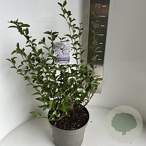 Syringa meyeri Flowerfesta White 40-45 cm 5,0L