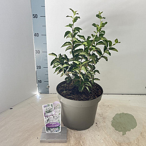 Syringa meyeri Flowerfesta White 40-50 cm 5,0L