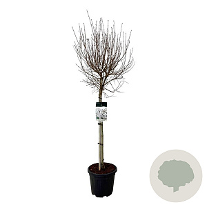 Syringa meyeri Flowerfesta White 80 cm stam 15L