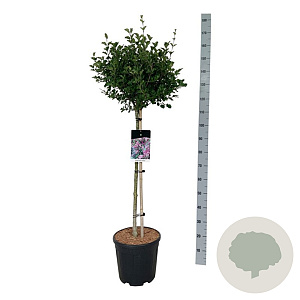 Syringa meyeri 'Palibin' 90 cm stam 15L