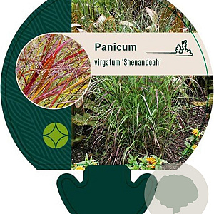 Panicum virgatum 'Shenandoah' GM P9