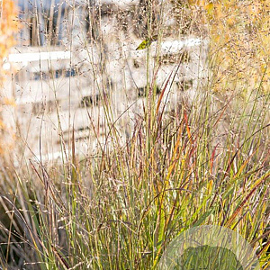 Panicum virgatum 'Shenandoah' GM P9