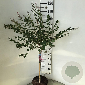 Syringa 'Pink Perfume' 60 cm stam 5,0L