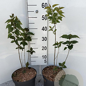 Syringa vulgaris 30-40 cm 5,0L