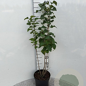 Syringa vulgaris 40-60 cm 5,0L