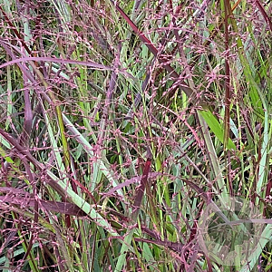 Panicum virgatum 'Squaw' GM P9
