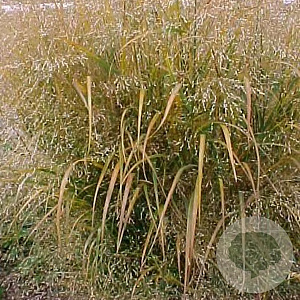 Panicum virgatum 'Squaw' GM P9