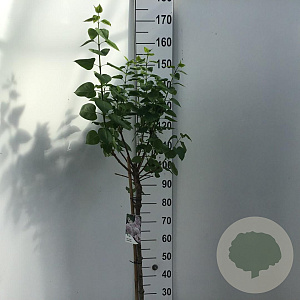 Syringa v. 'Lila Wonder' 90 cm stam 10L