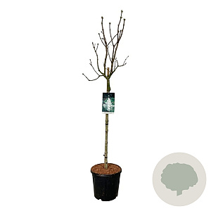 Syringa v. 'Mme Lemoine' 90 cm stam 15L