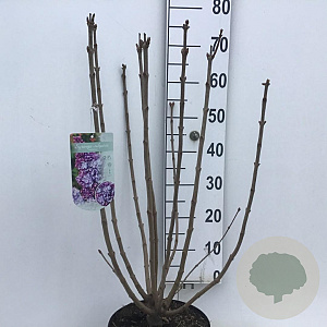 Syringa v. 'Nadezhda' 60-80 cm 7,5L